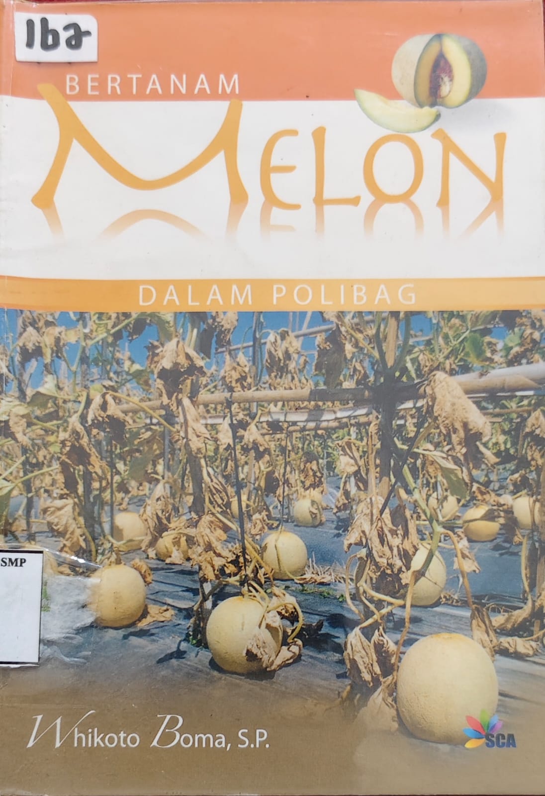 Bertanam  Melon Dalam Polibag