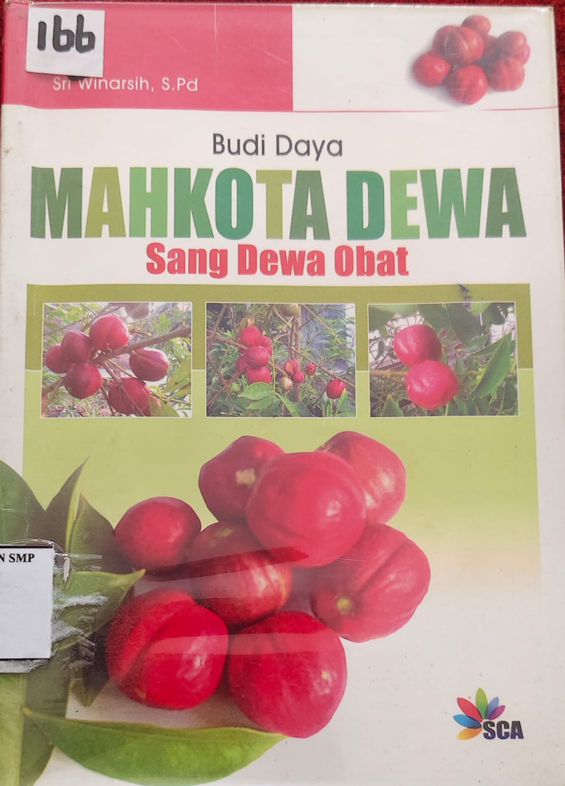 Budi Daya Mahkota Dewa  Sang Dewa Obat